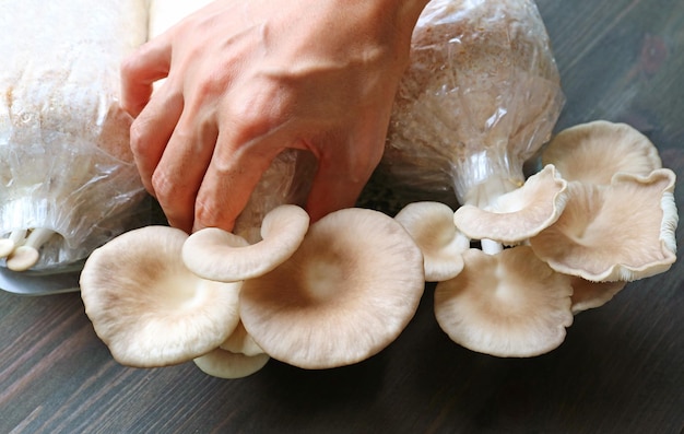 Hand Harvesting Growth Indian Oyster Mushrooms from the Fruiting Block