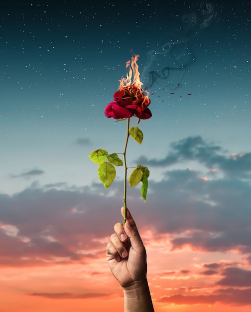 Rosa rossa bruciante tenuta in mano concetto di amore con fiore e fuoco
