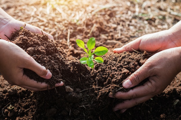 Hand helping planting tree in garden. eco concept