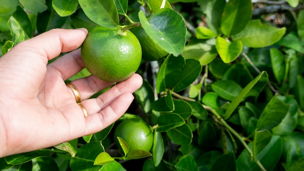 Hand hold green lemon