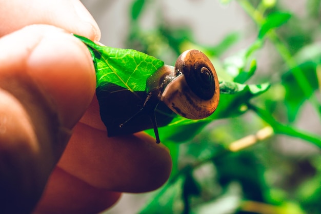 Hand hold leaf with nail in shell crawling on tree in garden