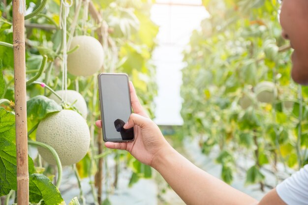 손 잡고 모바일 스마트 폰 신선한 멜론 또는 Cantaloup 멜론 성장에 사진을 찍을