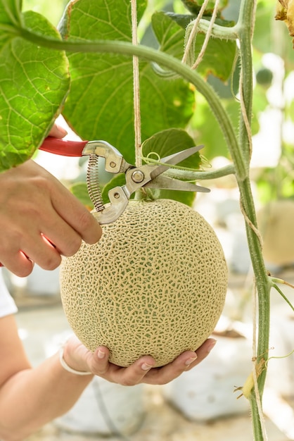 Foto tenere in mano la foglia di melone tagliata a forbice, meloni verdi o melone cantalupo piante in crescita