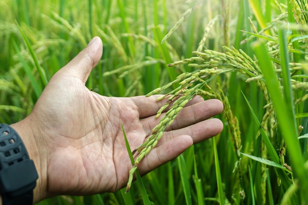 Hand hold yellow and green rice field agriculture