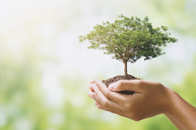 Photo hand holdig big tree growing on green background. eco earth day concept