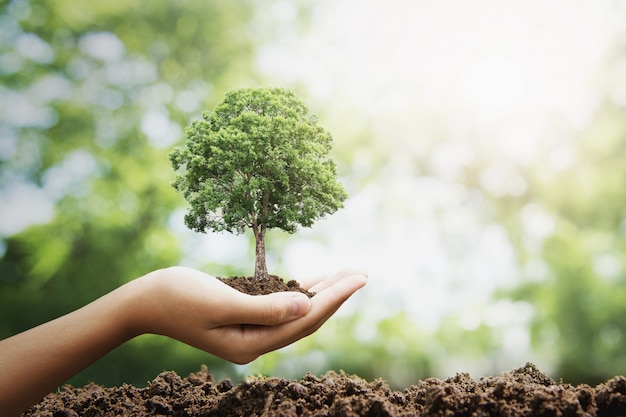 Hand holdig het grote boom groeien op groene achtergrond. eco aarde dag concept