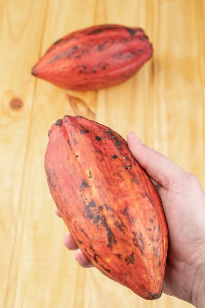 Hand holdind rode cacao