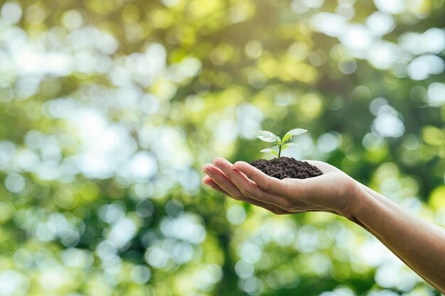 写真 成長する緑の木を持つ手 循環的で持続可能な開発のための環境エネルギー エコロジーと地球規模の持続可能な環境のコンセプト 環境を救うは、世界をきれいにするのに役立ちます