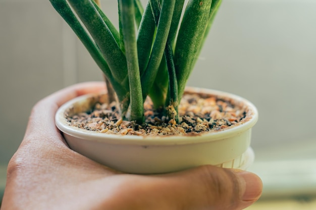 写真 鉢植えを持っている手