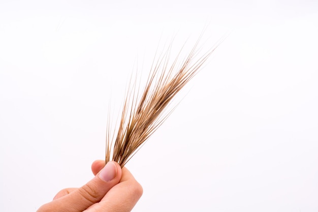 Фото Рука, держащая пшеницу на белом фоне