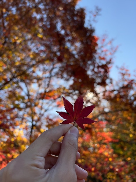 Foto la mano che tiene una foglia d'autunno contro il cielo