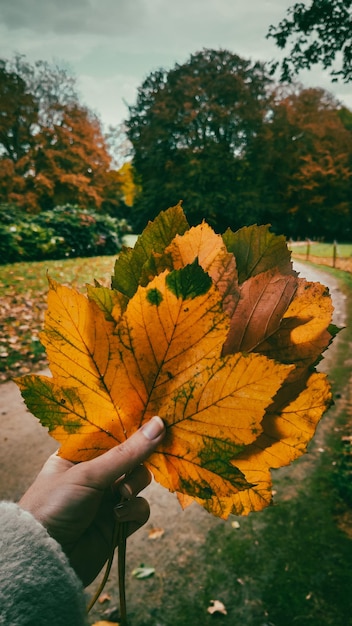 Hand holding autumn leaves in the park