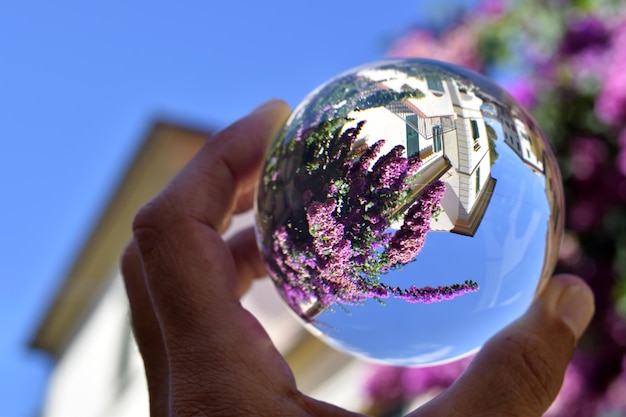 A hand holding a ball with a purple tree in the background