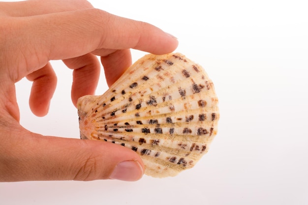 Hand holding Beautiful sea shell on a white background