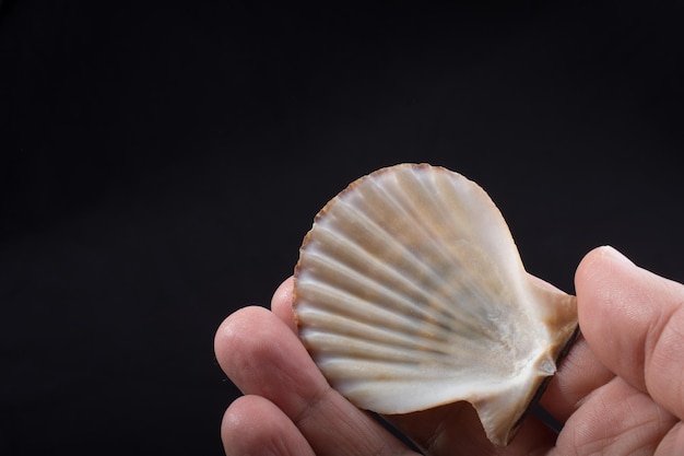 Hand holding a beautiful seashell in hand