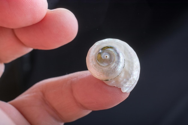 Hand holding a beautiful seashell in hand