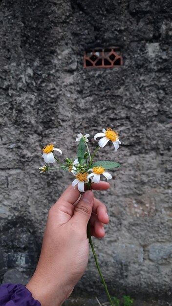 Hand holding beautiful white flower on textured brick wall background 01