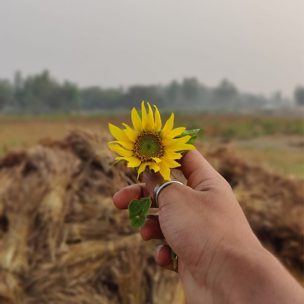 A hand holding a beautiful yellow sunflower