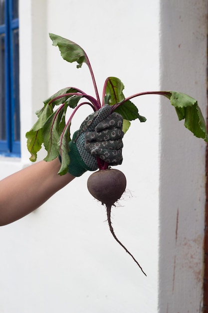 A hand holding a beet with the word beet on it