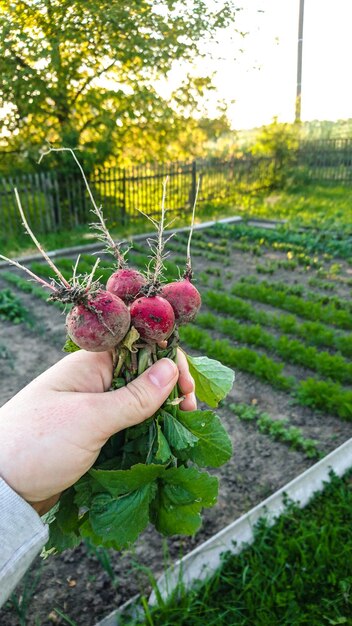 Hand holding berries growing in farm