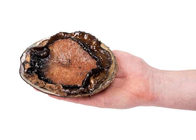 Hand holding black lip abalone on white background