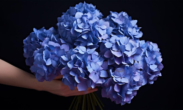 Hand holding blue hydrangeas on a dark background