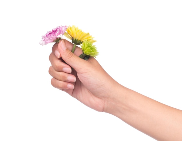 hand holding bouquet of chrysanthemum flowers  isolated on white background.