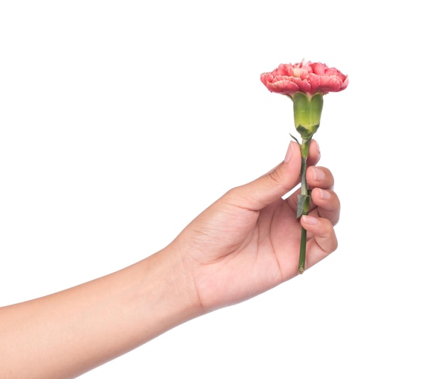 hand holding bouquet of chrysanthemum flowers  isolated on white background.