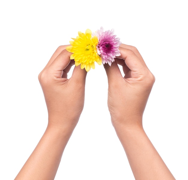 hand holding bouquet of yellow and purple chrysanthemum flowers  isolated on white background.