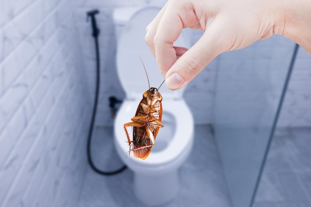 Hand holding brown cockroach on public toilet background eliminate cockroach in toilet Cockroaches as carriers of disease