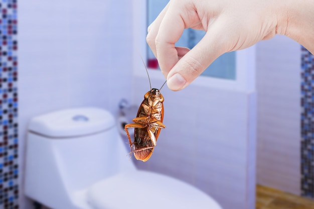 Hand holding brown cockroach on public toilet background eliminate cockroach in toilet Cockroaches as carriers of disease