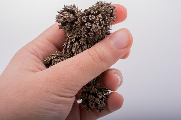 Hand holding brown pod or capsule on a white background