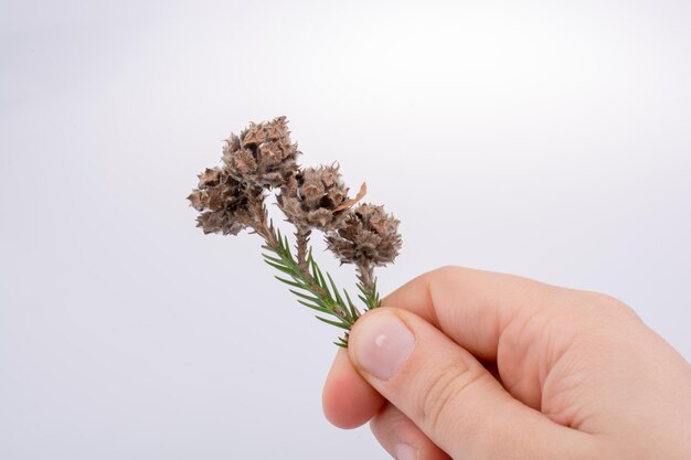 Hand holding brown pod or capsule on a white background