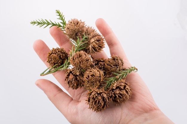 Hand holding brown pods capsules on a white background