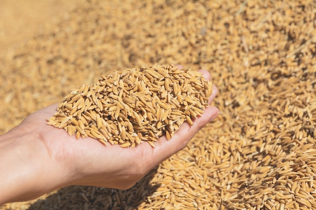 Photo hand holding brown uncooked rice, thai rice background.