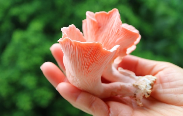 Hand Holding Bunch of Freshly Harvested Beautiful Pink Oyster Mushrooms