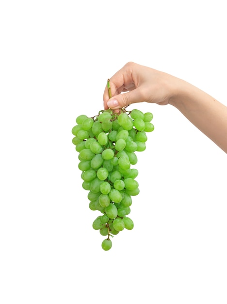 Рука, держащая гроздь зеленого винограда, изолированные на белом фоне