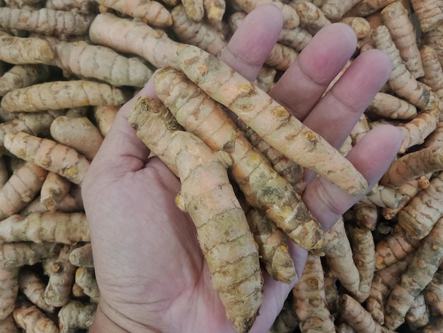 A hand holding a bunch of turmeric root