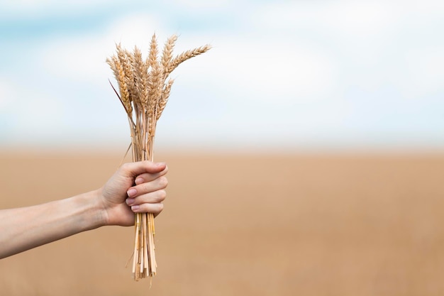 Hand holding a bunch of wheat against the sky