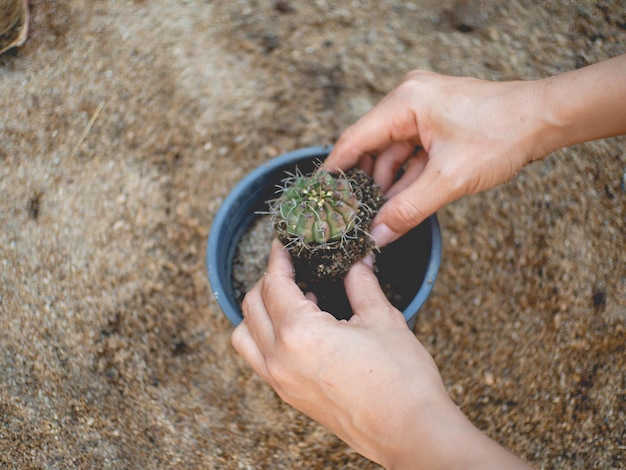 鍋の中のカクタスを握っている手