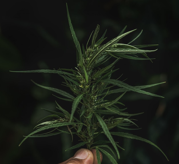 Hand holding cannabis leaf on green nature background