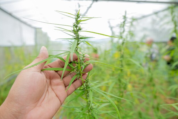 Фото Рука держит листья каннабиса на зеленом конопляная марихуана или каннабис в гидропонной системе капель воды на садовой ферме травы для альтернативного лечения