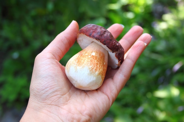 Hand holding a cep