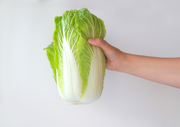 a hand holding a chinese cabbage on a light white background