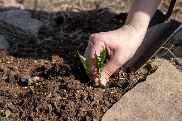 A hand holding a clump of fresh grass above a rice paddy Farmer hands pulling grass with root and soil up from ground Plucking weeds