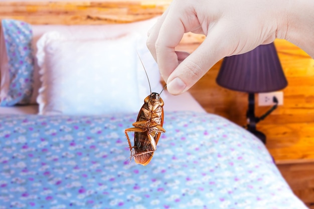 집 배경에 있는 방에서 손을 잡고 바퀴벌레는 방 집에서 바퀴벌레를 제거합니다 질병의 매개체로서 바퀴벌레