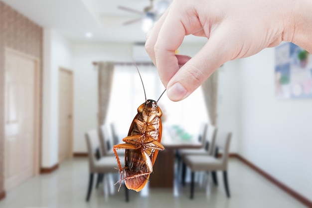 Hand holding cockroach on room in house background eliminate cockroach in room houseCockroaches as carriers of disease