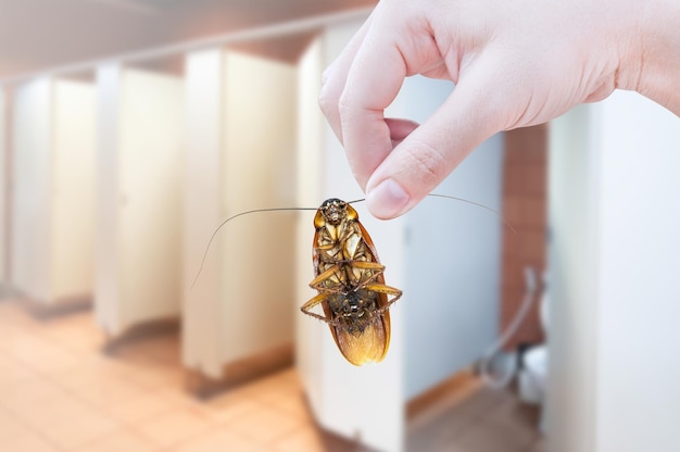 Рука, держащая таракана на фоне туалета, устраняет таракана в туалете