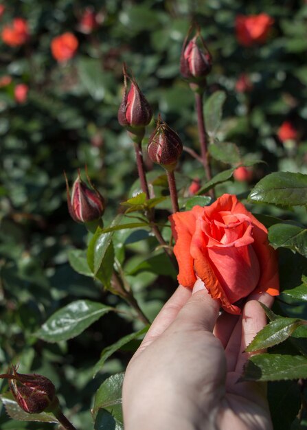 Hand holding a colorful Rose Flower