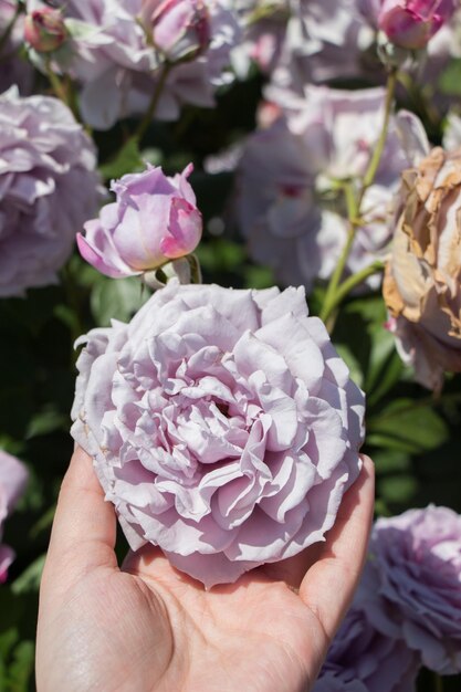 カラフルなバラの花を持つ手